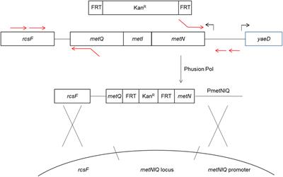 Growth Characterization of Single and Double Salmonella Methionine Auxotroph Strains for Potential Vaccine Use in Poultry